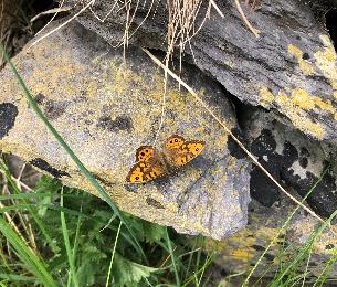 Wall Brown butterfly