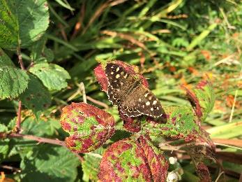 Speckled Wood butterfly