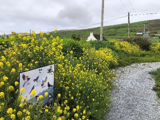 Field Mustard plants