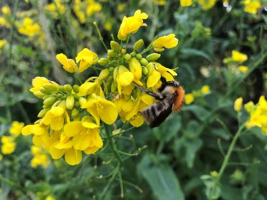 Common Carder bumblebee